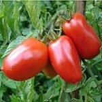 Análisis del Tomate Rio Grande: Descubre el Mejor Cultivo para tu Jardín