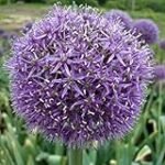 Guía de compra: Lo mejor en plantas aflatunense para tu jardín y huerto Guía de compra: Lo mejor en plantas aflatunense para tu jardín y huerto