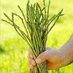 Descubre las Mejores Opciones para Cultivar y Cuidar tu Mata de Espárragos