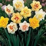 Guía completa de bulbos de narciso: análisis y comparativa de las mejores variedades para tu jardín