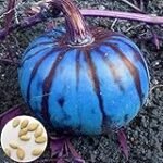 **Guía completa: Germinación de semillas de calabaza y mejores productos para tu jardín**