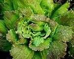 Guía completa para germinar semillas de lechuga: Análisis de los mejores productos para lograr una siembra exitosa en tu jardín