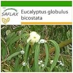 Análisis de precios de la planta Eucalipto Globulus: ¿Cuál es la mejor opción para tu jardín o cultivo? Análisis de precios de la planta Eucalipto Globulus: ¿Cuál es la mejor opción para tu jardín o cultivo?