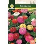 Zinnias en macetas: Descubre las mejores opciones para cultivar estas hermosas flores en tu jardín