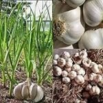 Análisis y comparativa de las mejores semillas de ajo para tu jardín: ¡Descubre cuáles elegir!