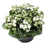 Análisis y comparativa: Kalanchoe Flor Blanca, la joya de la jardinería para tu hogar