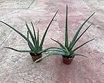 Guía de cultivo: Aloe Vera Miller Barbadensis, el aliado perfecto para tu jardín Guía de cultivo: Aloe Vera Miller Barbadensis, el aliado perfecto para tu jardín