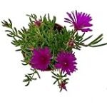 Guía de las Mejores Plantas Crasas con Flor para tu Jardín: Análisis y Comparativa Guía de las Mejores Plantas Crasas con Flor para tu Jardín: Análisis y Comparativa