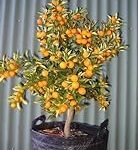 Kumquat árbol: análisis de precios y opciones para tu jardín