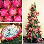 Guía completa de cultivo de pitayas en macetas: análisis y comparativa de las mejores técnicas y productos de jardinería