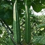 Guía de cultivo: Todo lo que necesitas saber sobre la planta de luffa en tu jardín