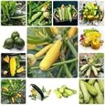 Guía completa para plantar calabacines en maceta: análisis y comparativa de los mejores productos de jardinería