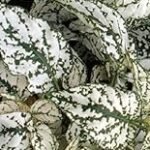 Guía de compra: Hypoestes blanco, la joya de tu jardín