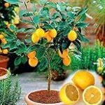 Título: Análisis y comparativa de los mejores productos para el cultivo de Citrus Meyer en jardinería y agricultura