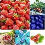 Análisis de las Mejores Opciones para Comprar Planta de Fresas en Jardinería y Agricultura