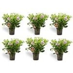 Título: Guía de productos para combatir plagas en limoneros: ¡Protege tus árboles con eficacia! Título: Guía de productos para combatir plagas en limoneros: ¡Protege tus árboles con eficacia!