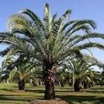 Análisis y comparativa: Las mejores semillas de palmera para tu jardín y agricultura