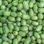 Guía de compra: Las mejores semillas de cucamelon para tu jardín