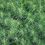 Análisis completo de las semillas cola de caballo: ¡Descubre las mejores opciones para tu jardín!