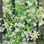 Plantas Vivaces: Ejemplos destacados para tu jardín - Guía de selección y comparativa