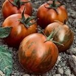 Análisis de los tomates zebra: descubre las mejores variedades para tu huerto