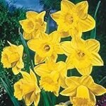 Los mejores bulbos de narcisos: análisis y comparativa para tu jardín