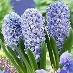 Análisis y comparativa: Los mejores bulbos de jacinto azul para tu jardín