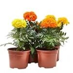 Análisis y comparativa de los mejores tagetes en maceta: Consejos para un jardín floreciente