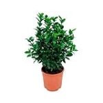 ¿Cuántos gramos se pueden obtener de una planta de exterior? Análisis y comparativa en jardinería y agricultura