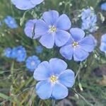 Guía de compra: Usitatissimum, la semilla estrella para tu jardín y agricultura