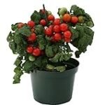 Análisis de los mejores tomates Adora: dónde comprar semillas de calidad para tu huerto Análisis de los mejores tomates Adora: dónde comprar semillas de calidad para tu huerto
