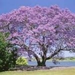 Guía definitiva: Cuidado y cultivo de la Jacaranda mimosifolia en tu jardín - Análisis y comparativa de los mejores productos de jardinería y agricultura