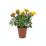 Análisis de los mejores tagetes para cultivar en tu huerto: Guía de comparativa