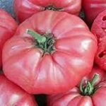 Análisis del origen y cultivo del tomate rosa de la reina: ¡Descubre todo sobre esta joya de la jardinería! Análisis del origen y cultivo del tomate rosa de la reina: ¡Descubre todo sobre esta joya de la jardinería!