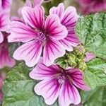 Análisis de los frutos de la Malva Sylvestris: ¿Cuáles son los mejores productos para su cultivo en jardinería y agricultura?