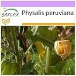 Physalis Peruviana: Análisis y comparativa de los mejores productos para su cultivo en jardinería y agricultura