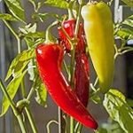 Análisis de tiempos de germinación: ¿Cuánto tarda en brotar una semilla de pimiento?