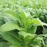 Análisis: ¿Dónde comprar la mejor planta de tabaco para tu jardín?