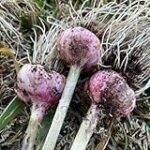 Guía completa: Cómo cultivar cebolla en maceta y los mejores productos para lograrlo