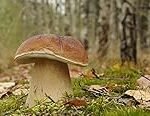 Análisis del mejor kit de cultivo de Boletus Edulis: ¡Descubre cómo cultivar tus propios hongos en casa!