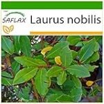 Tutorial completo: Cómo reproducir laurel por semillas en tu jardín