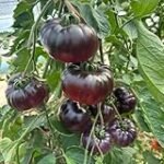 Tomates negros: guía de cultivo y comparativa de las mejores variedades para tu huerto