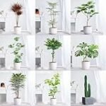 Análisis y comparativa: Las mejores semillas de plantas de interior para tu jardín