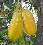 Título: Guía de cultivo de Averrhoa carambola: Análisis y comparativa de los mejores productos de jardinería y agricultura