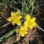 Análisis de los mejores bulbos con flores amarillas para tu jardín: ¡Ilumina tu espacio verde!