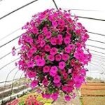 Guía de compra: Semilla de petunias - Analizando las mejores opciones para tu jardín