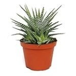 Tira de jardín: Análisis y comparativa de las mejores bandas para tus plantas Tira de jardín: Análisis y comparativa de las mejores bandas para tus plantas