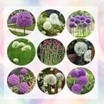 Guía de alliums: análisis y comparativa de las mejores variedades para tu jardín