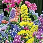 Guía de compra: Limonium Statice, la mejor elección para tu jardín