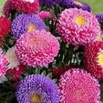 Guía de compra: Los mejores productos para el cultivo de Aster Chinensis en tu jardín